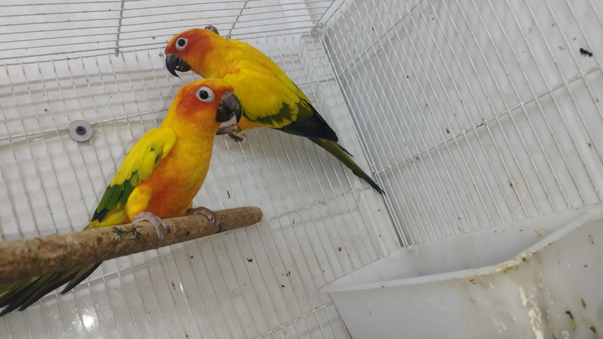 Sun Couner Breeding pairs - Image 2