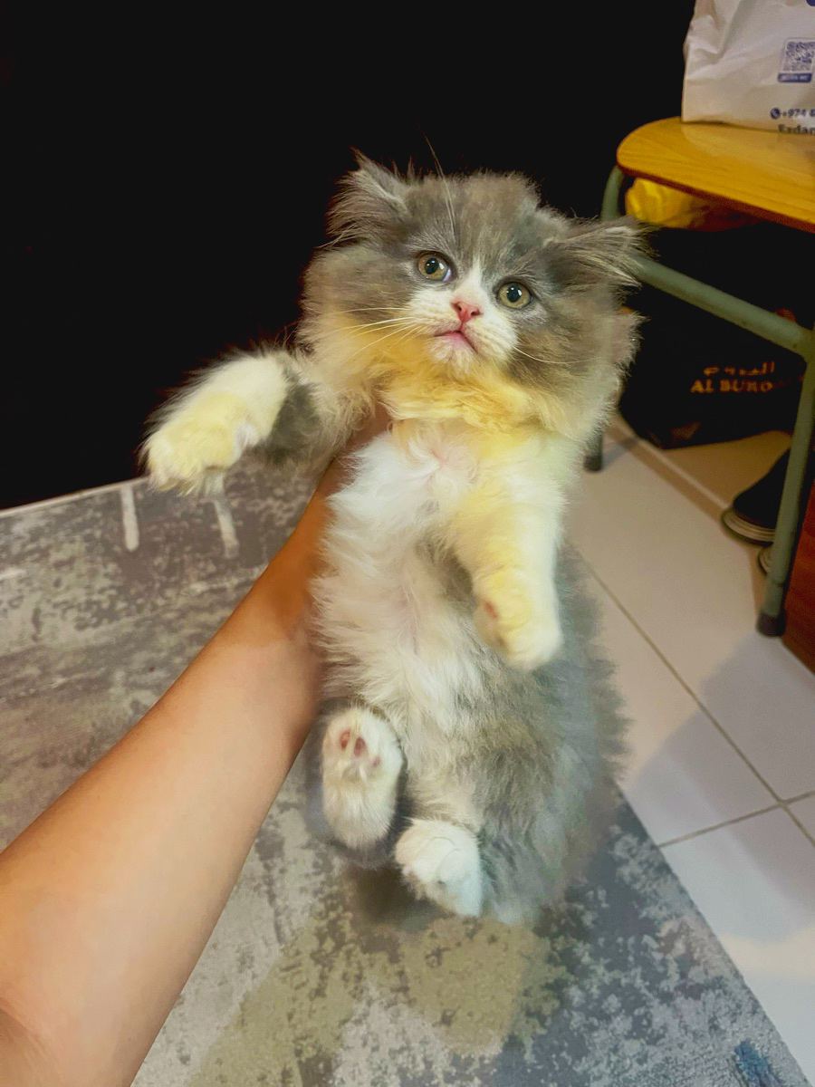 Cat Shrazi - Image 3
