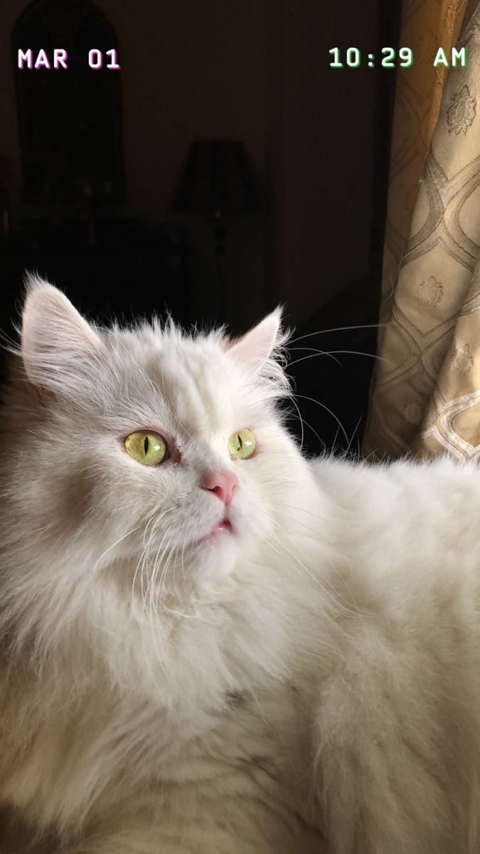 Persian cat - Image 4