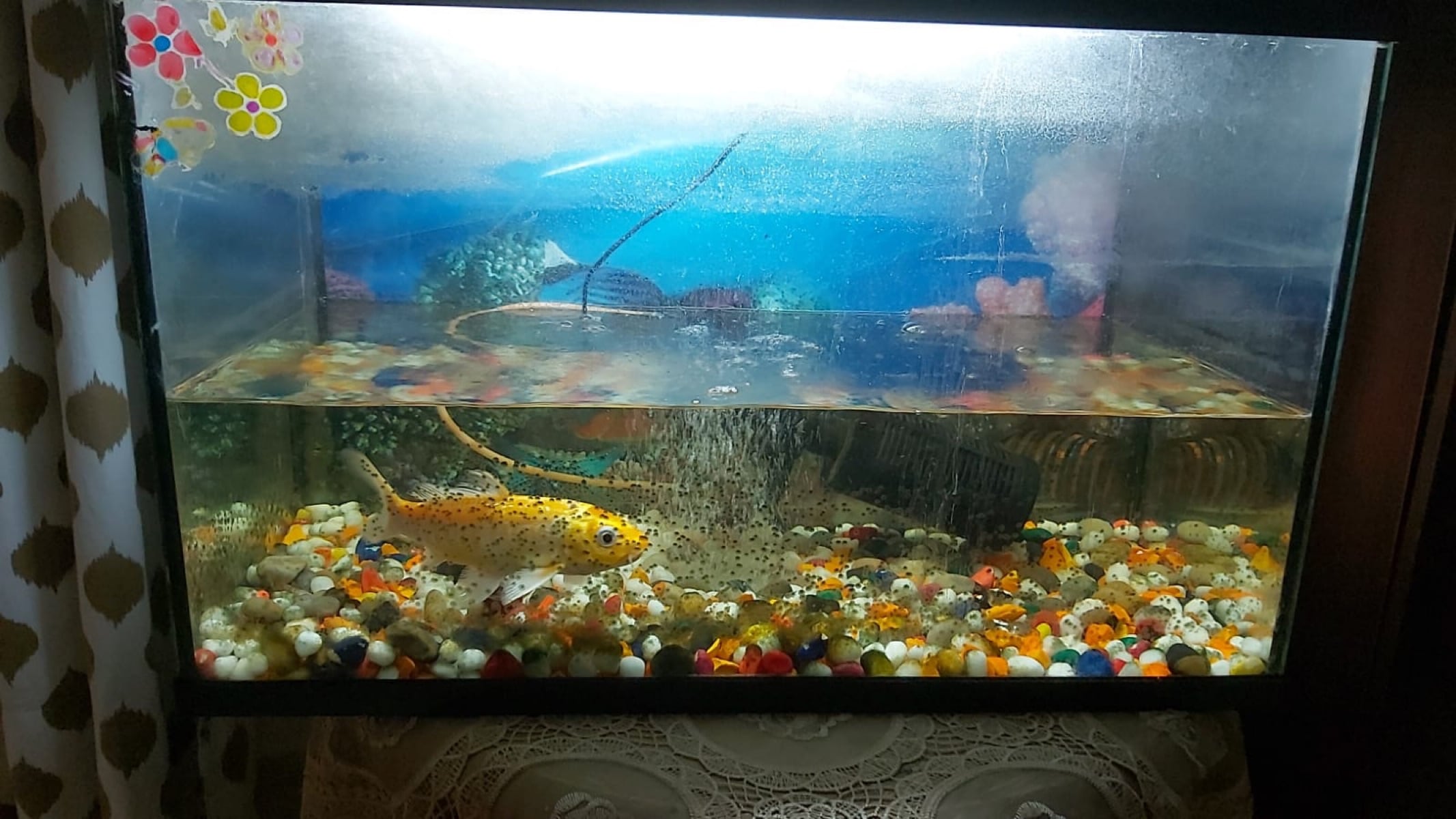 Aquarium - Image 3