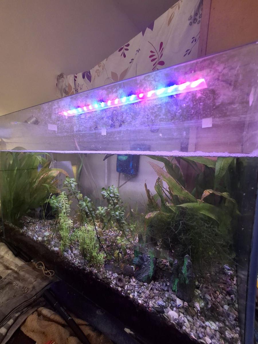 Fish tank aquarium - Image 3