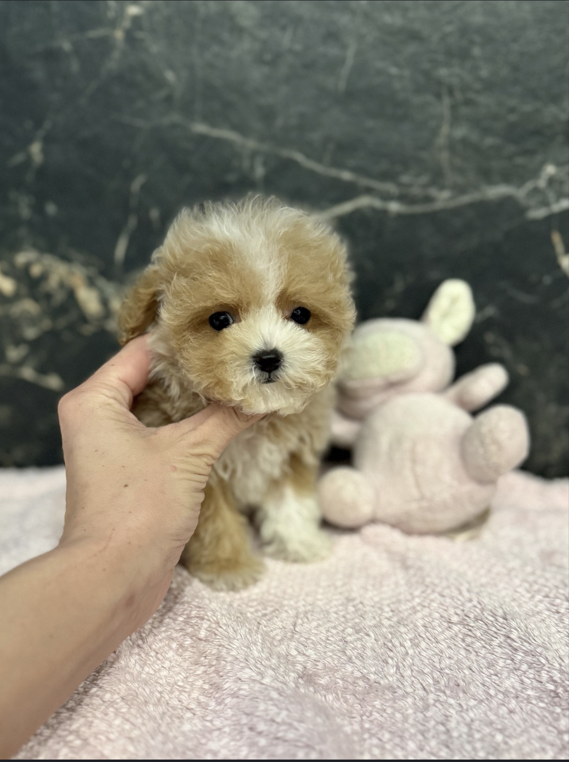 Mini maltipoo F1 dog - Image 3