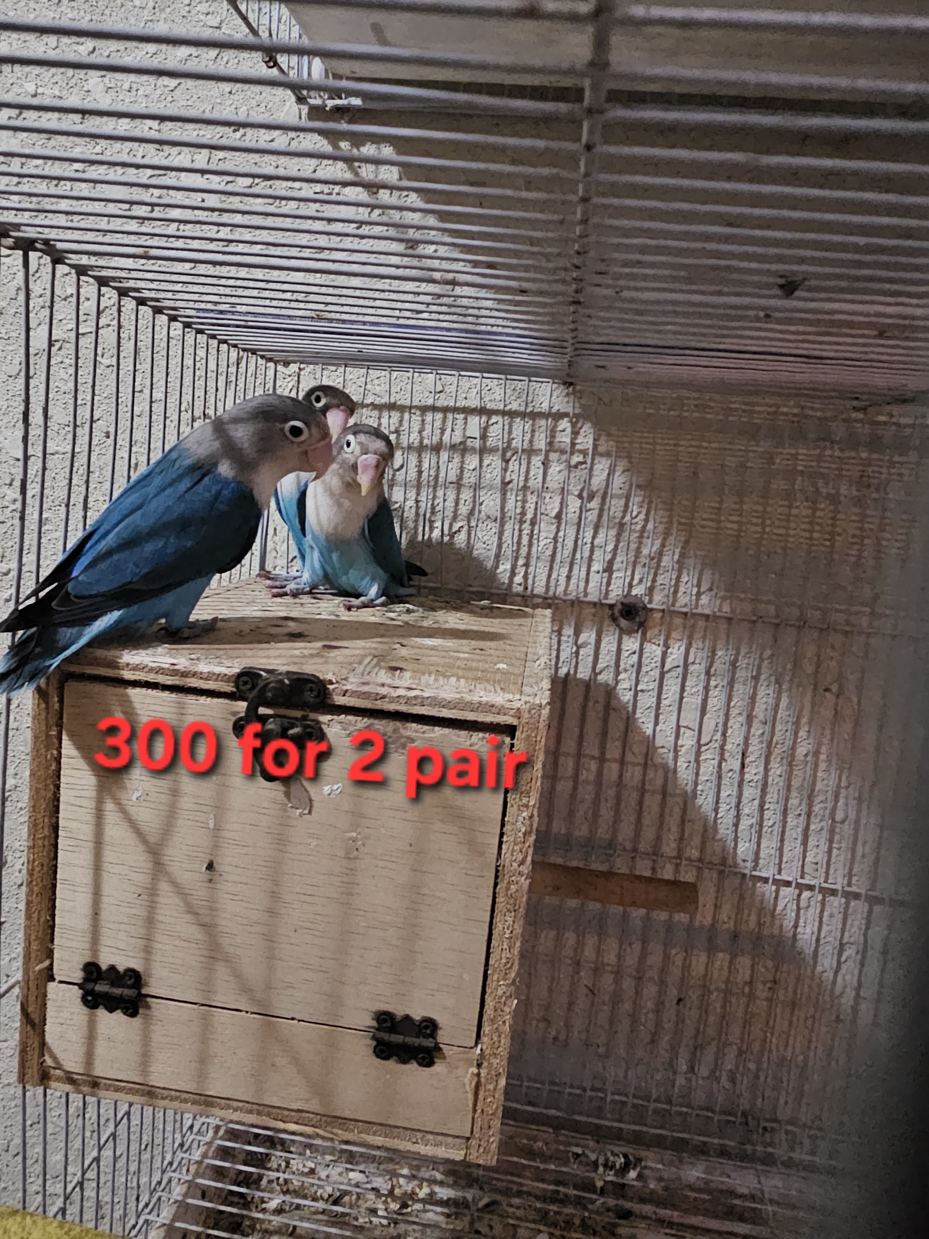 Love birds and Cocktail Pairs for Sale - Image 3