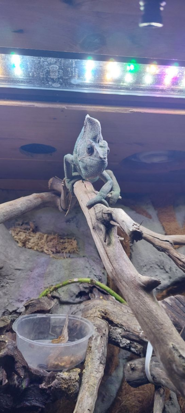 Chameleon - Image 4