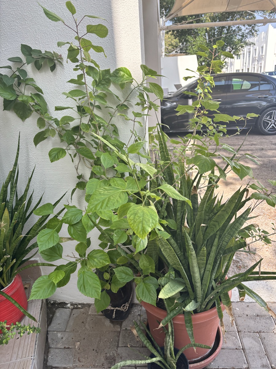 Plants - Image 15
