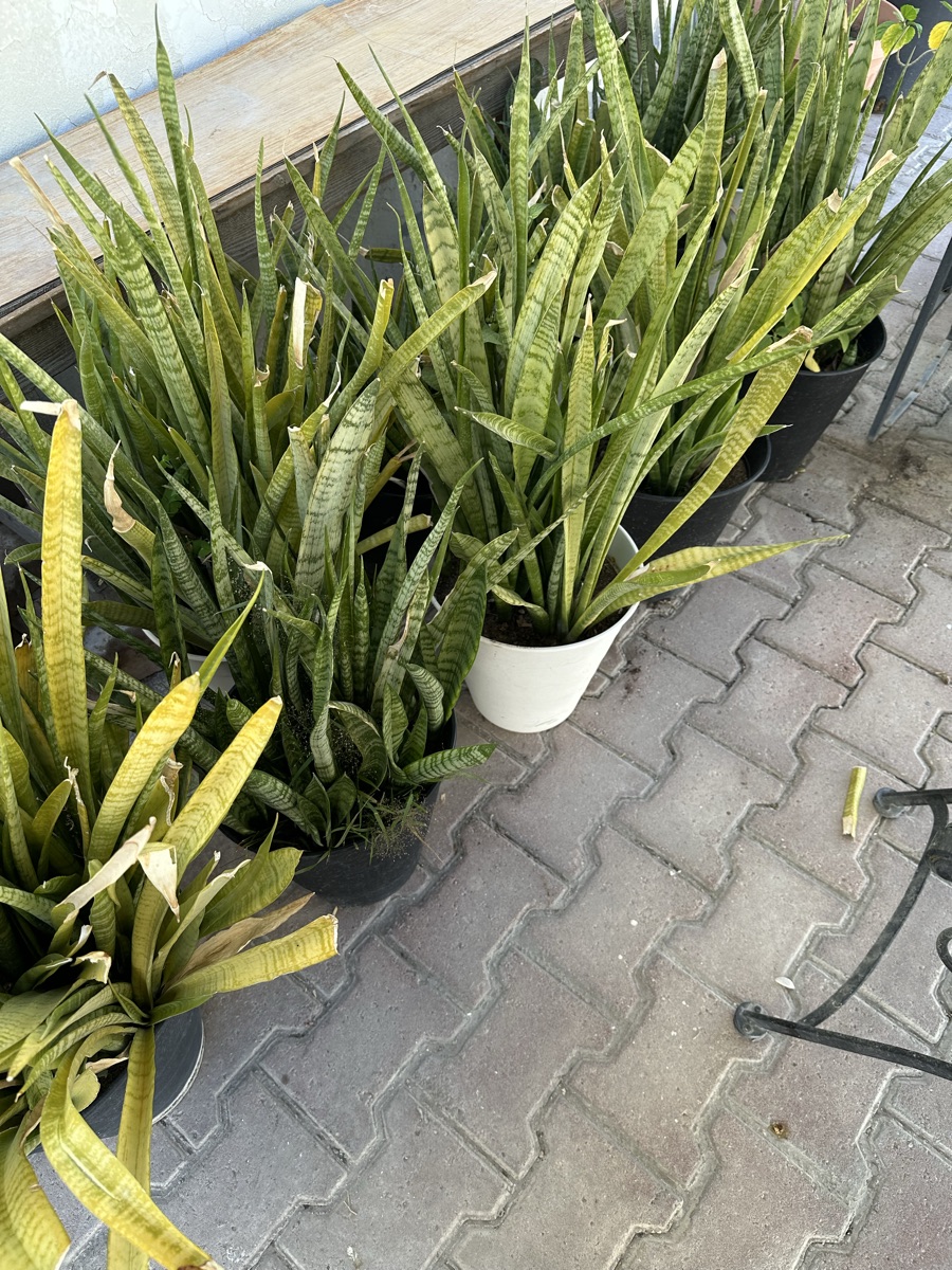 Plants - Image 6