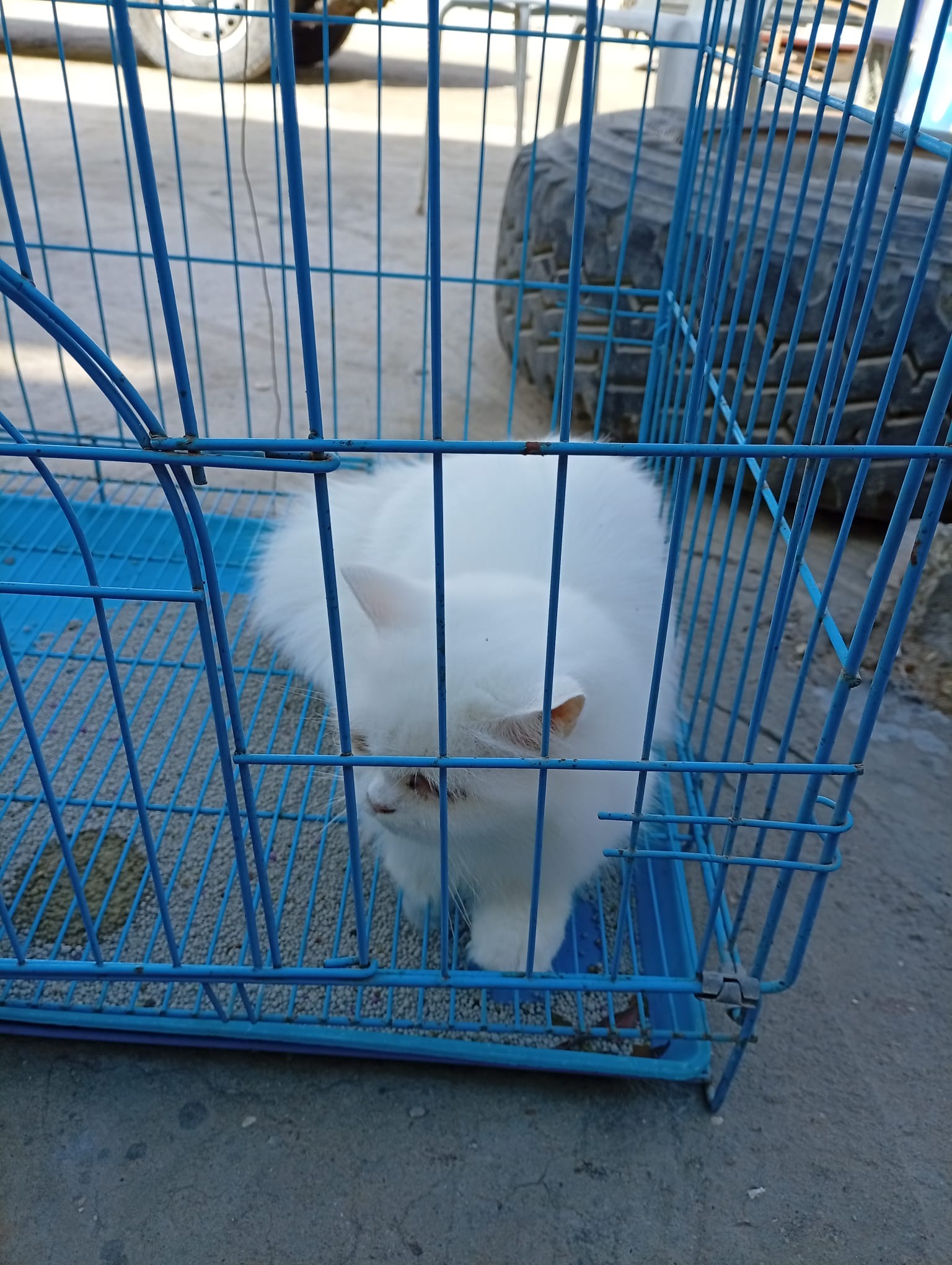 Persian male and female cat  - Image 2