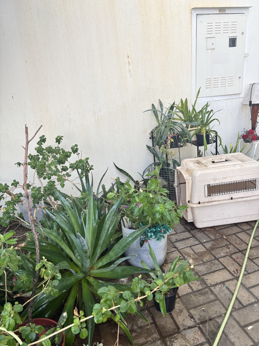 Plants - Image 8