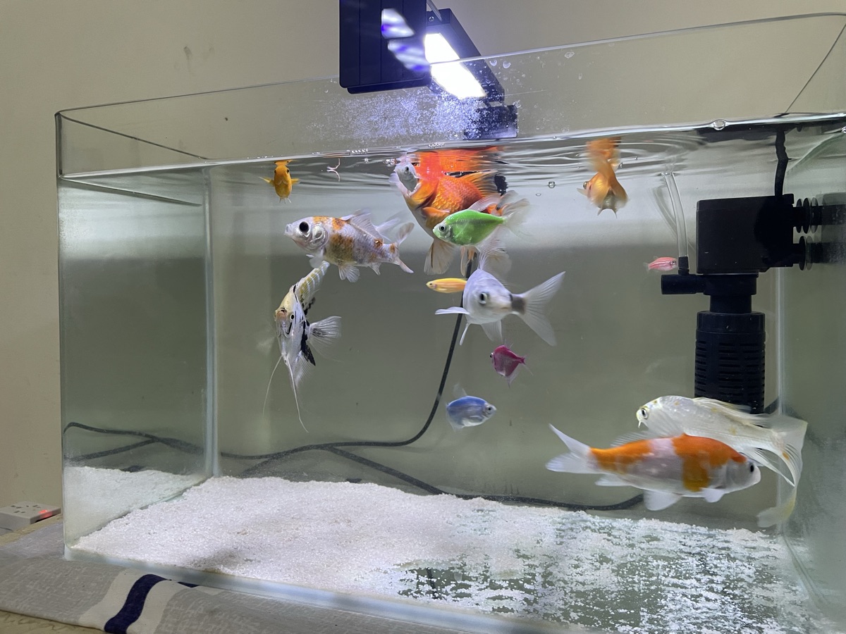 fish with fish tank Bicycles and Airtel receiver single steel bed - Image 9