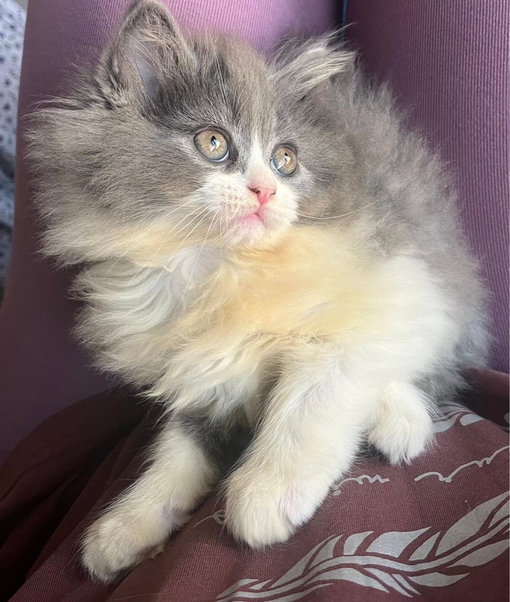 Urgent cat  for sale - Image 3