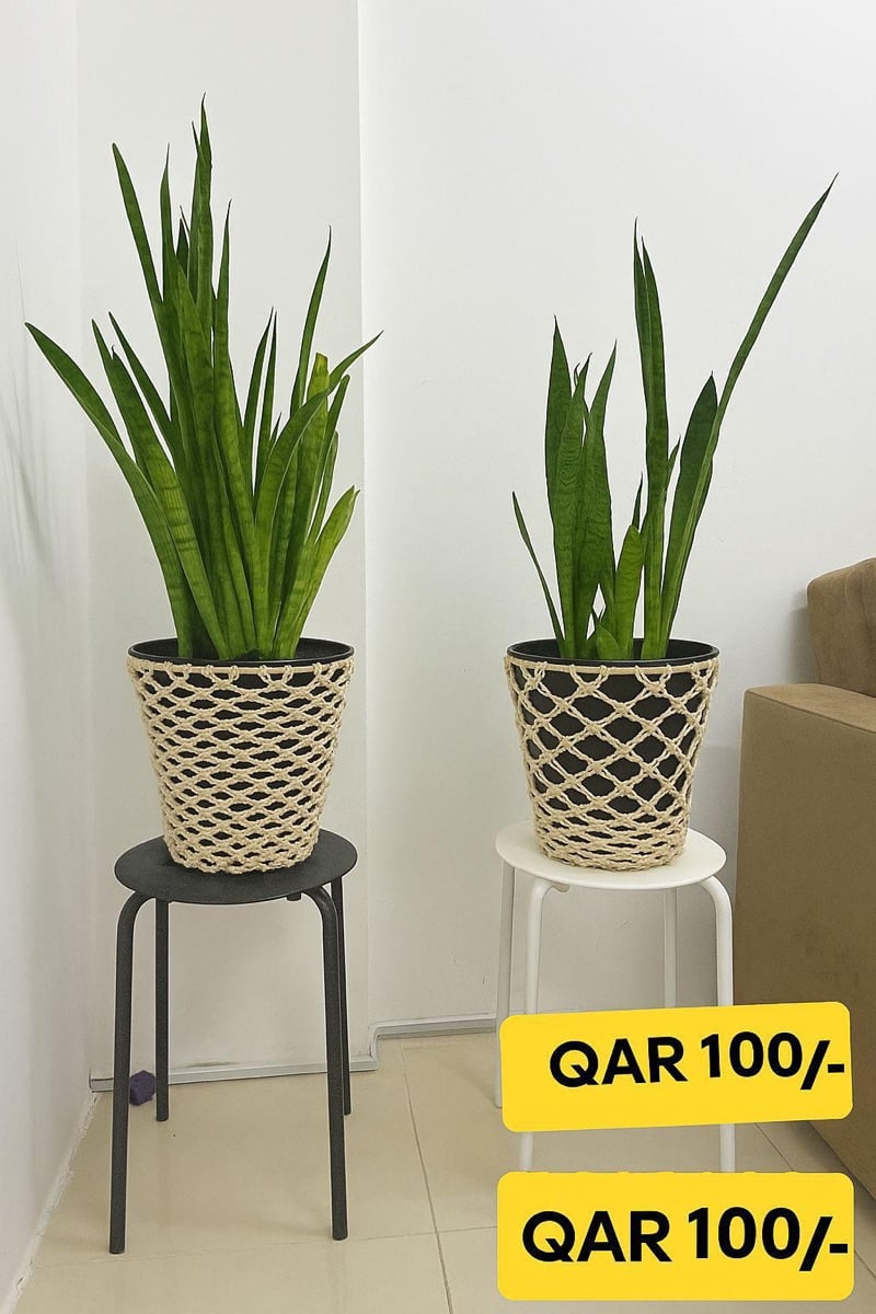 Snake Plants with Macrame Pot Cover - Image 5