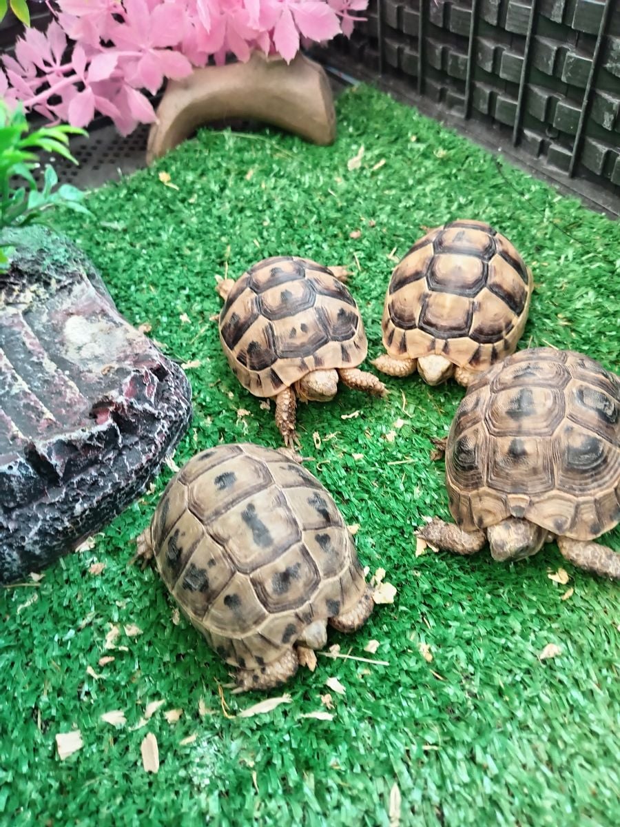 Turtle - Image 5