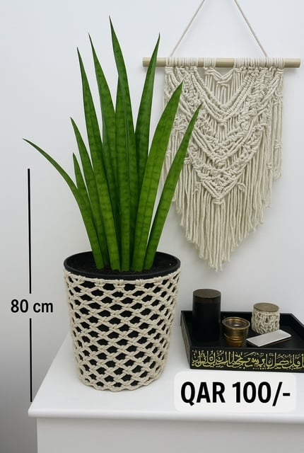 Snake Plants with Macrame Pot Cover - Image 4