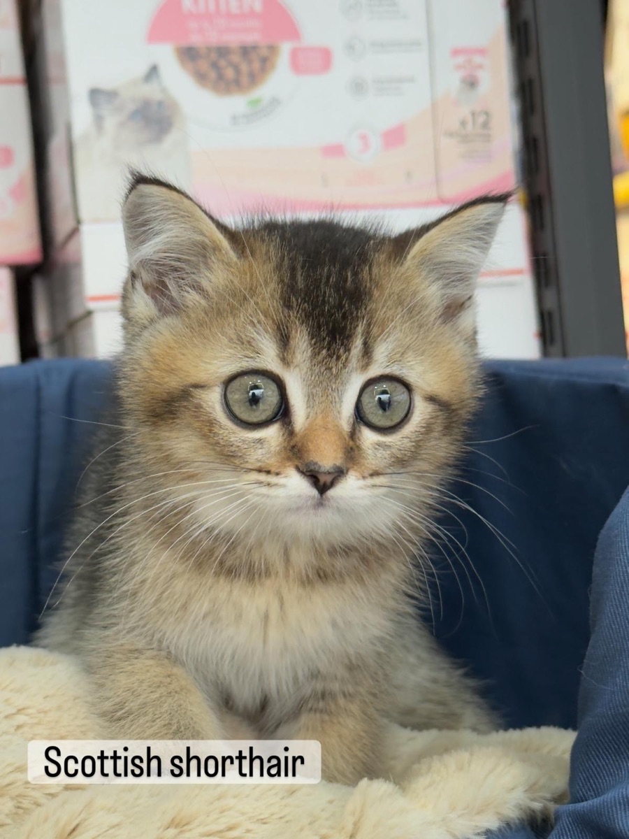 Scottish straight kittens - Image 3