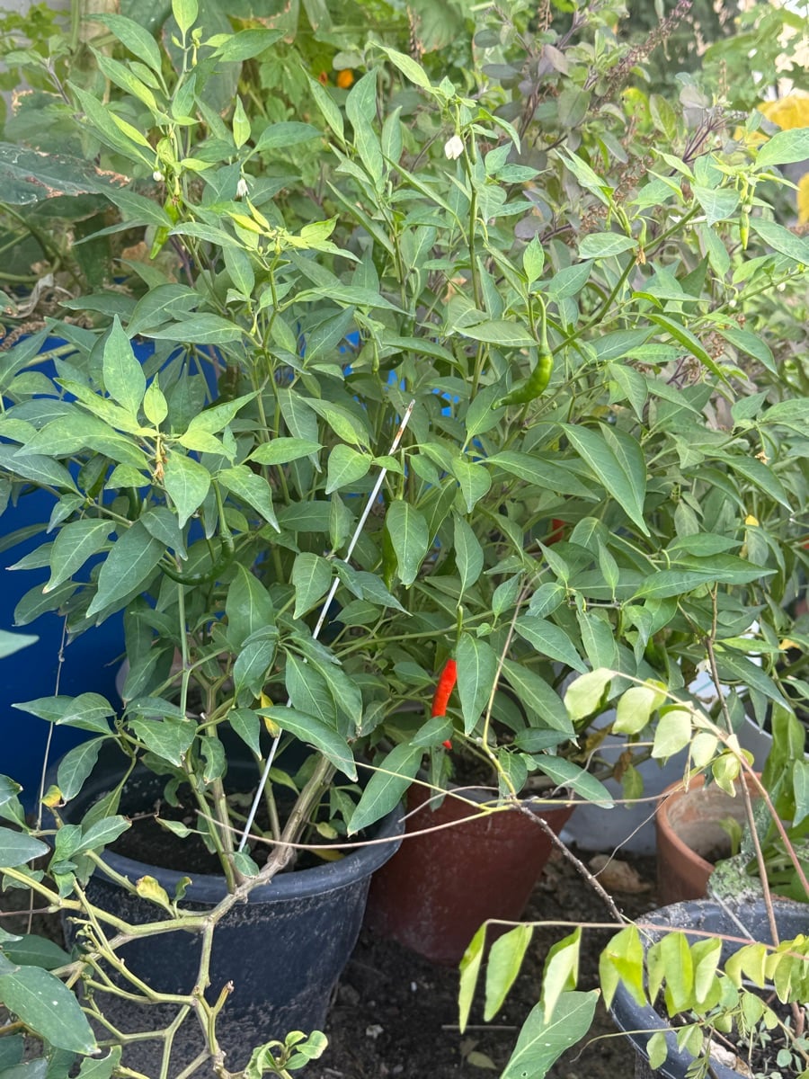Plants - Image 4