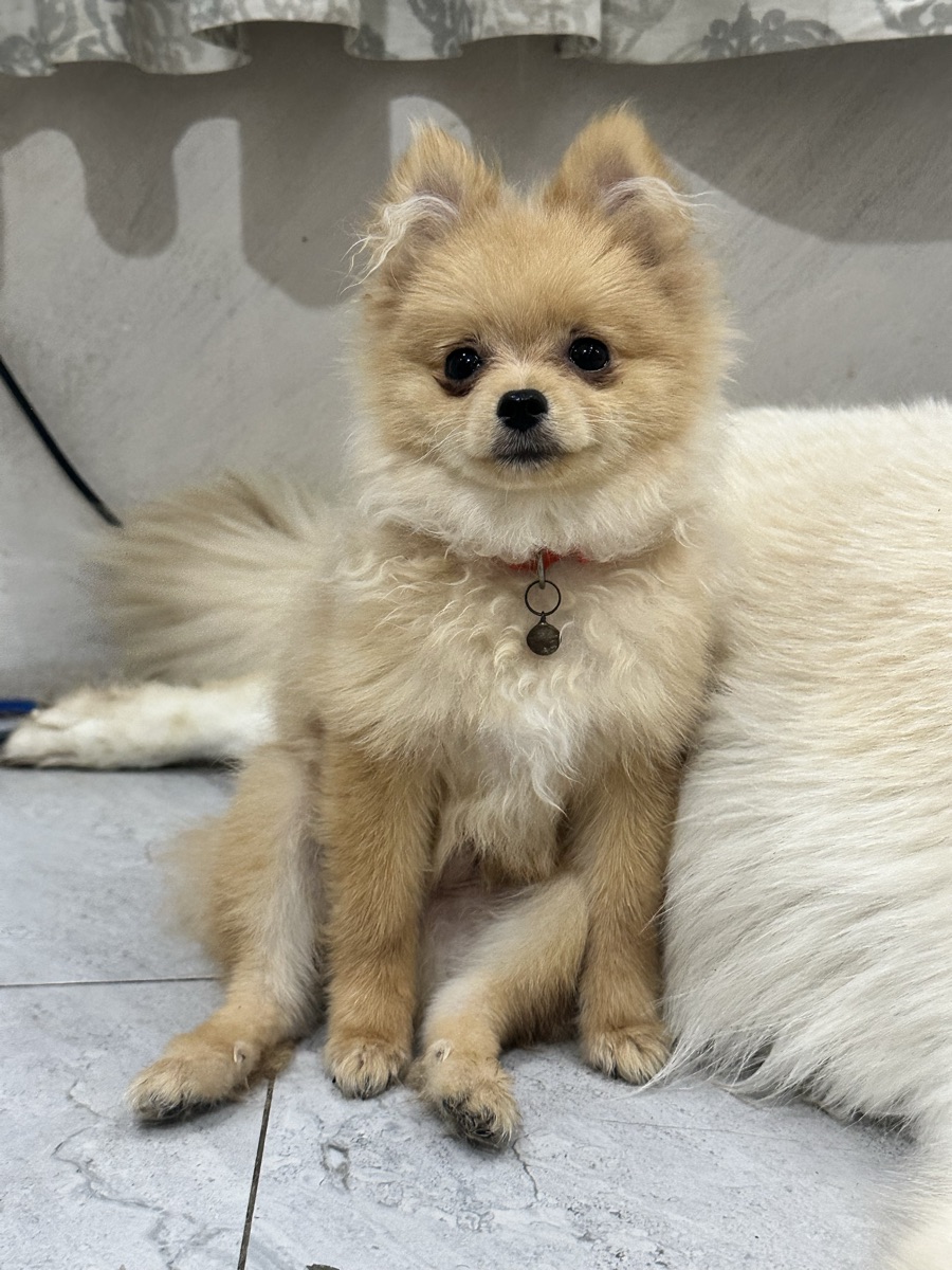 Dog Pomeranian puppies - Image 2