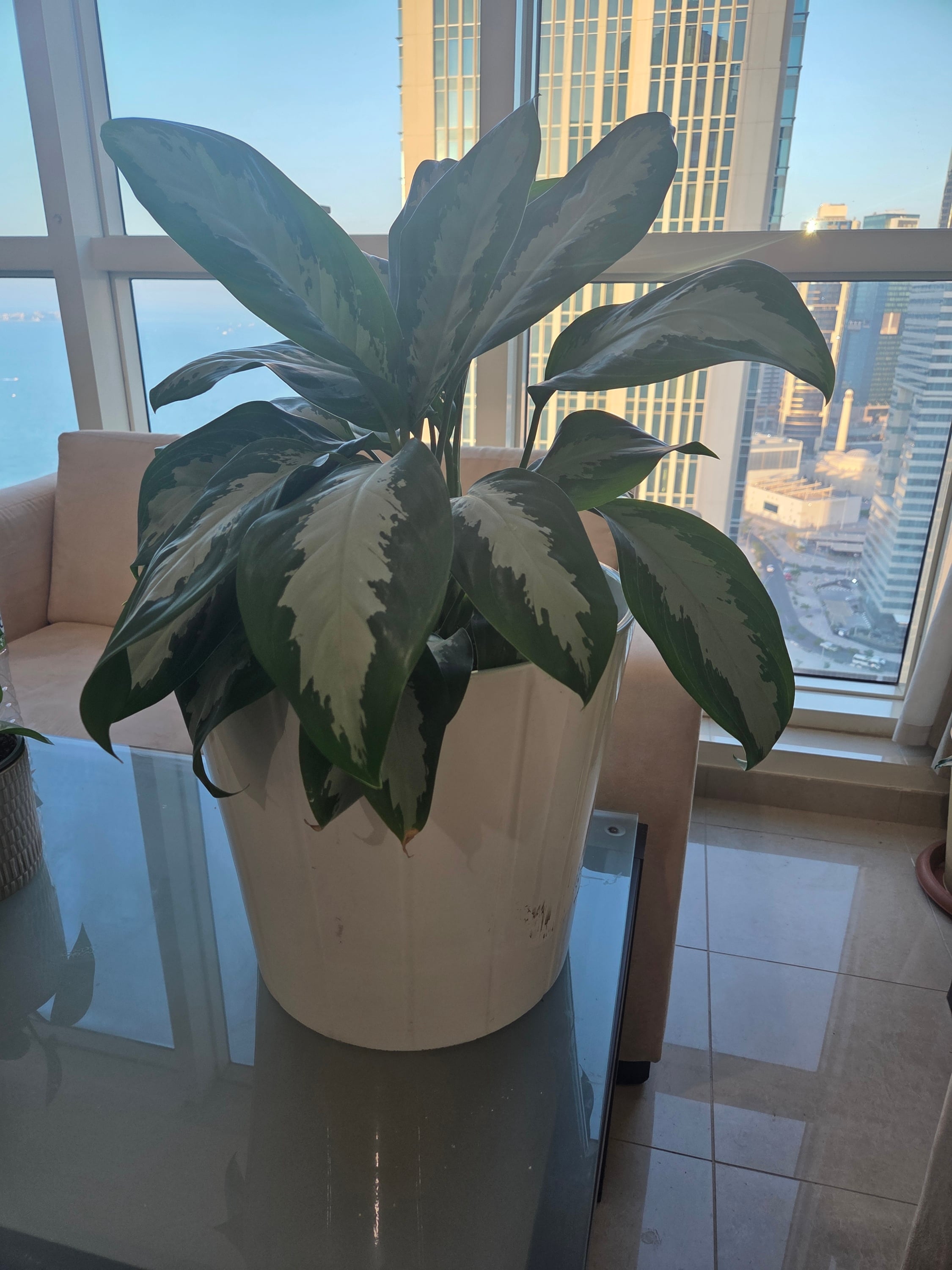 plants with designer pots - Image 1