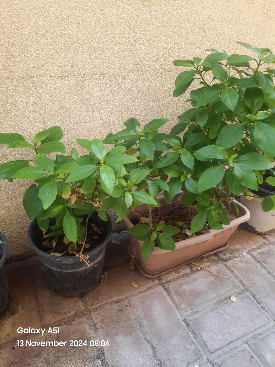 Barleria cristata flower plant for sale - Image 6