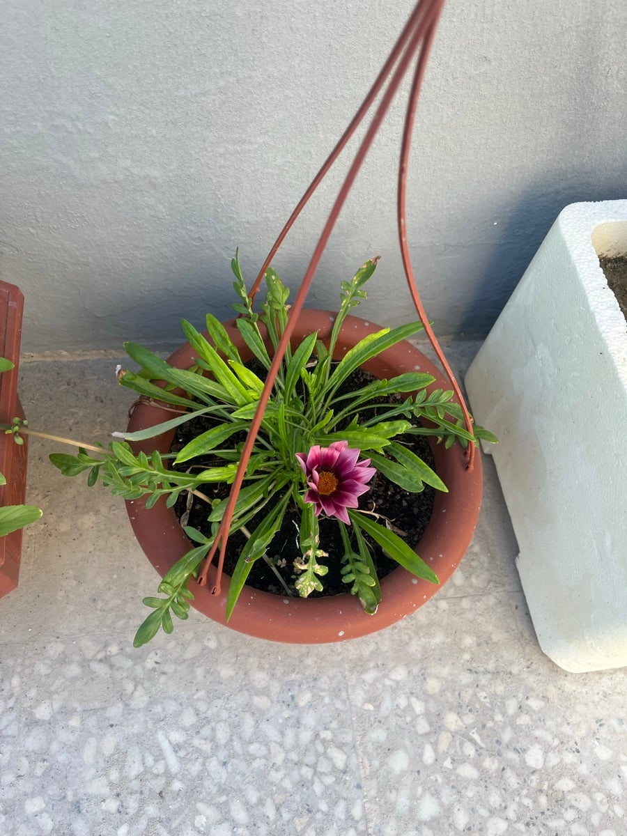 Flowers  - Image 2