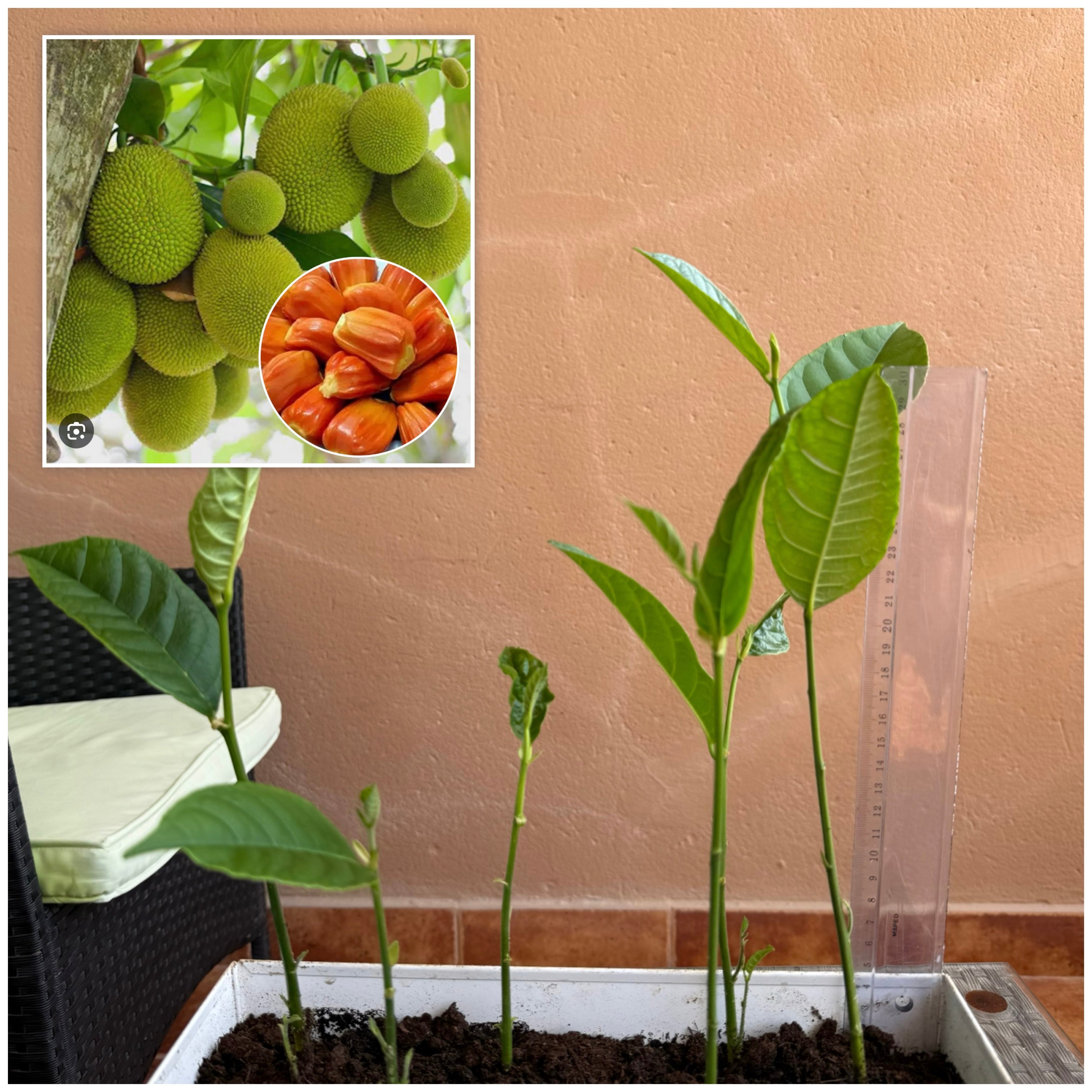 Outdoor/ Indoor plants - Image 2