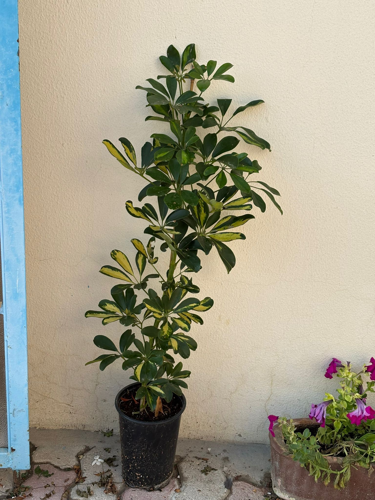 INDOOR AIR PURIFIERS  - Image 22