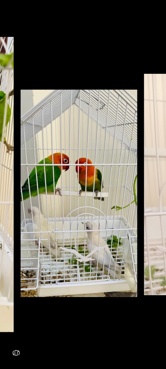 African love birds - Image 4