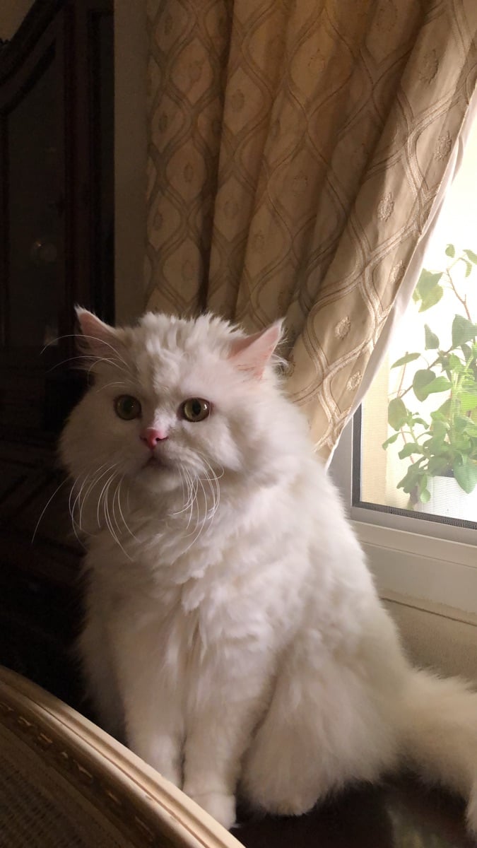 Persian cat - Image 3