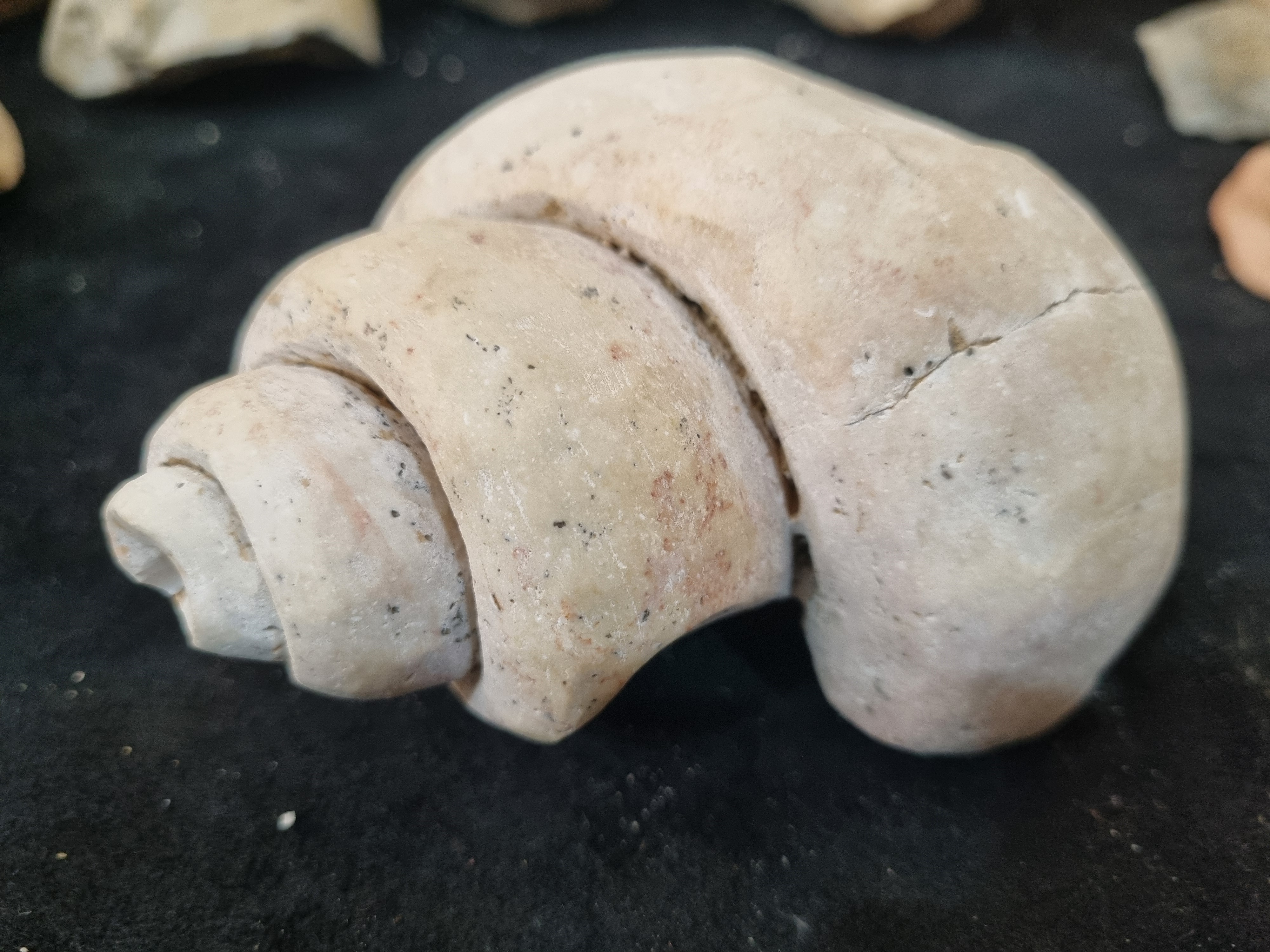 Gastropod Fossil  - Image 6