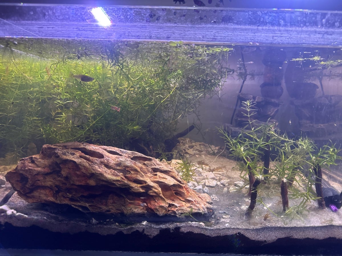 Planted aquarium setup beach theme - Image 2