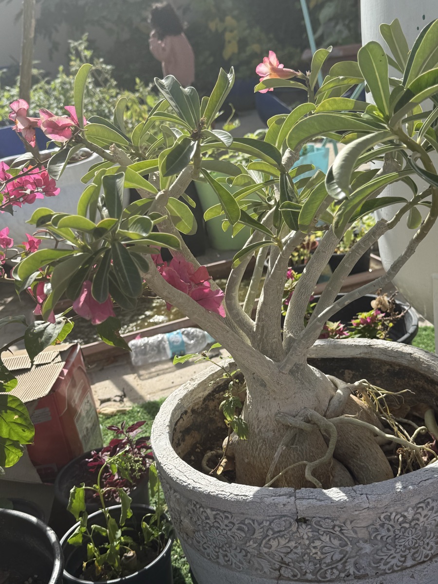 Plants - Image 10