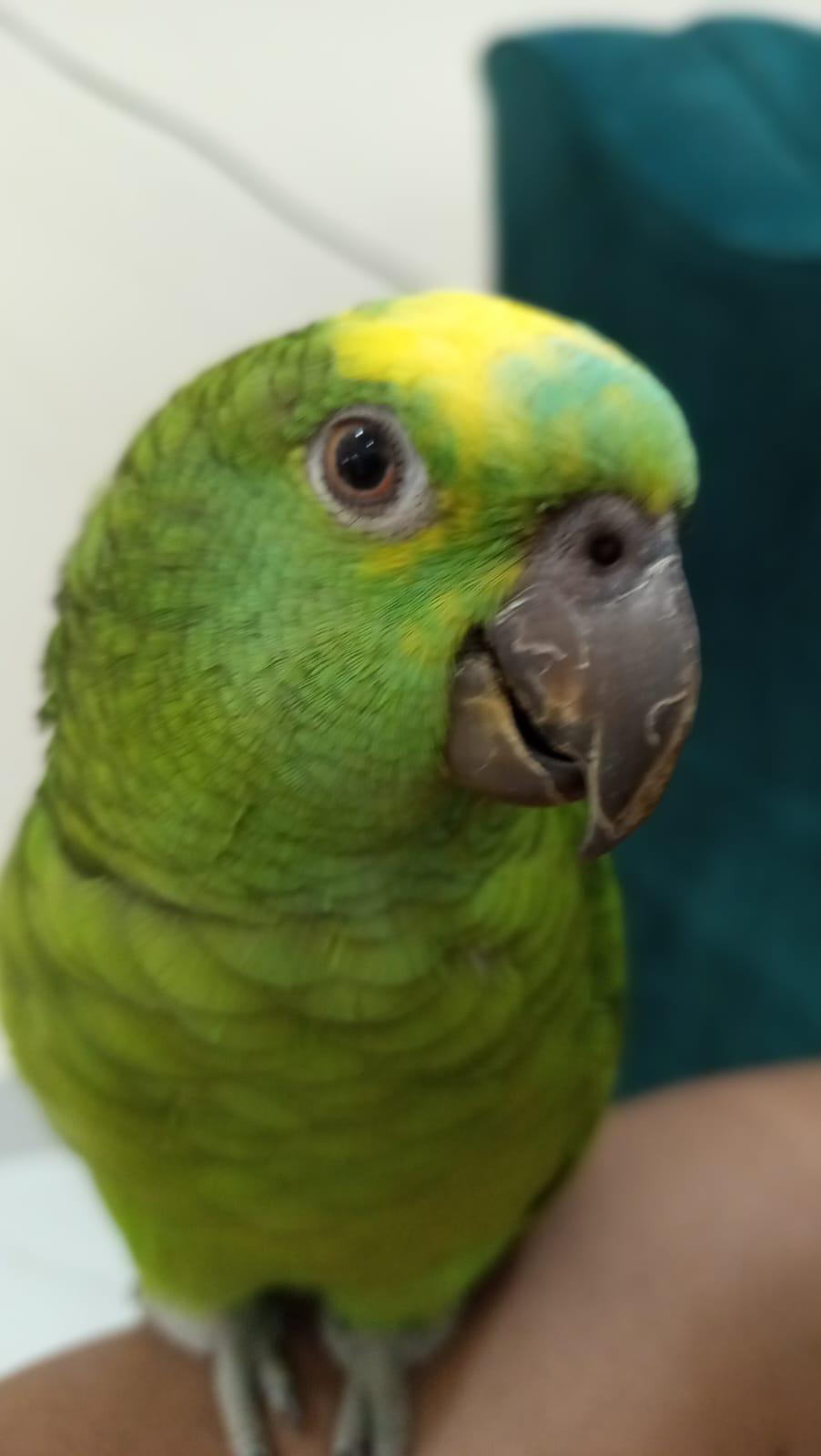 Blue fronted amazon playful fully tamed with cage - Image 5