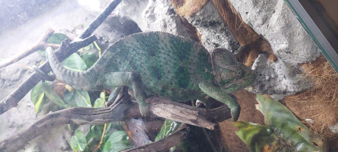 Chameleon - Image 3