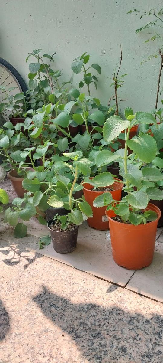 Ajwain Plant - Image 5