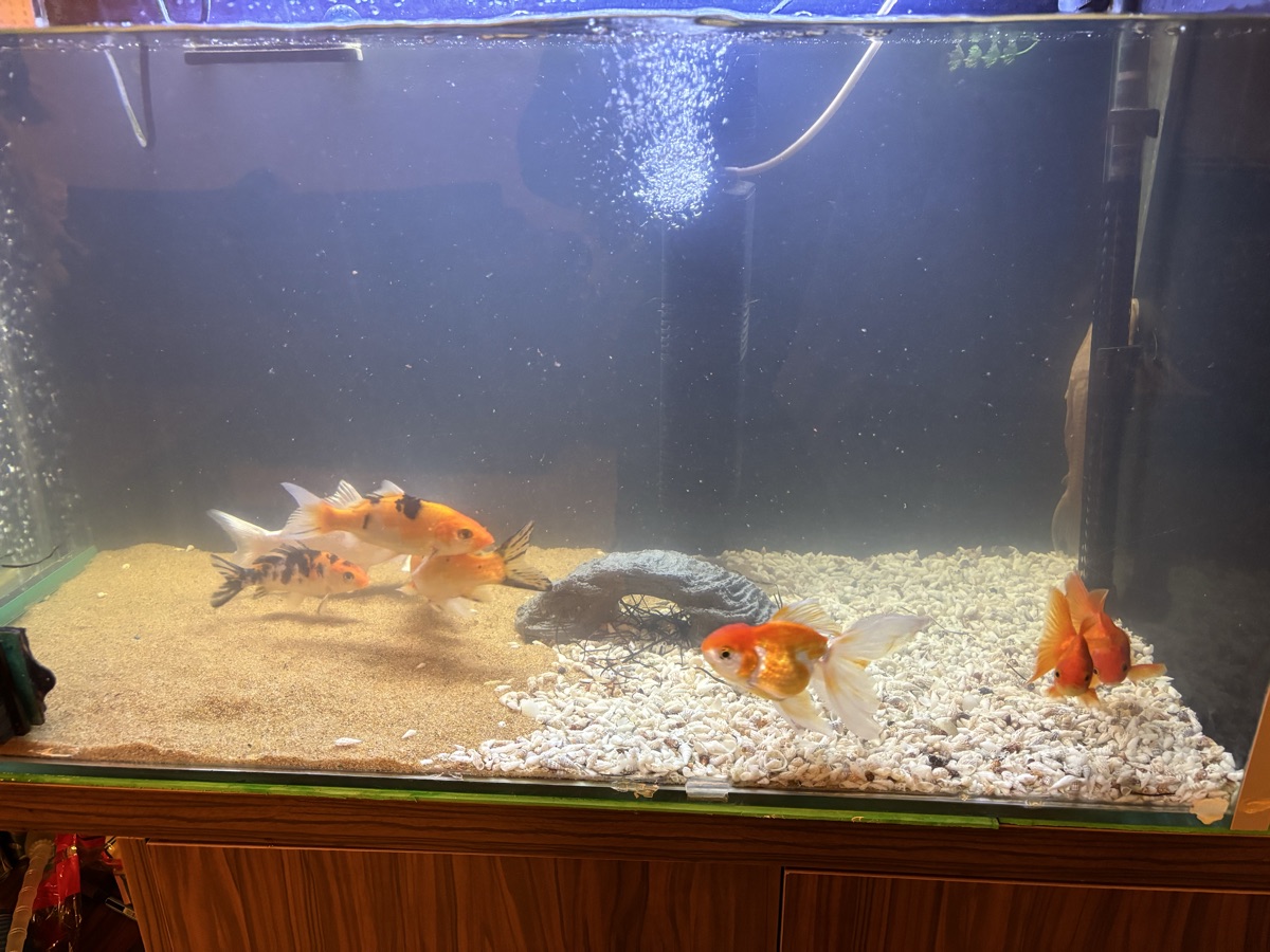 Gold fish and koi fish for sale with the tank fullset - Image 2