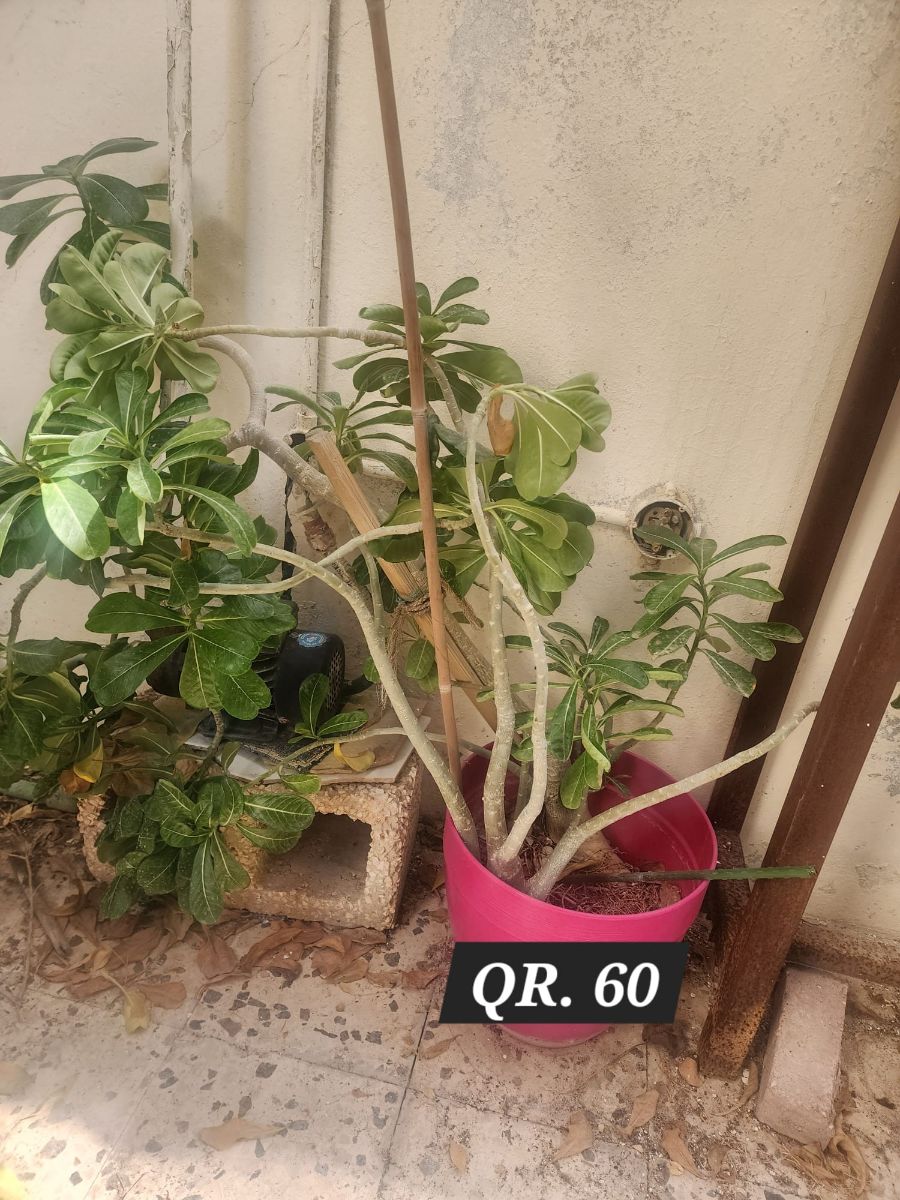 Plants for sale - Image 15