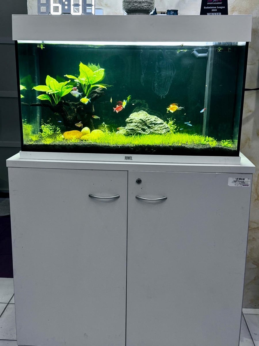 حوض سمك JUWEL Rio 125 LED 81x36x45 سم مصنوع في ألمانيا (باللون الأبيض) يشمل أسماك ونباتات وفلتر/مضخة مياه خارجية - Image 2