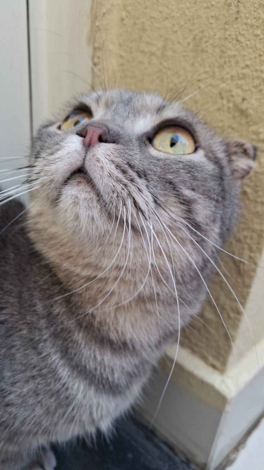 سكوتش فولد scottish fold - Image 1