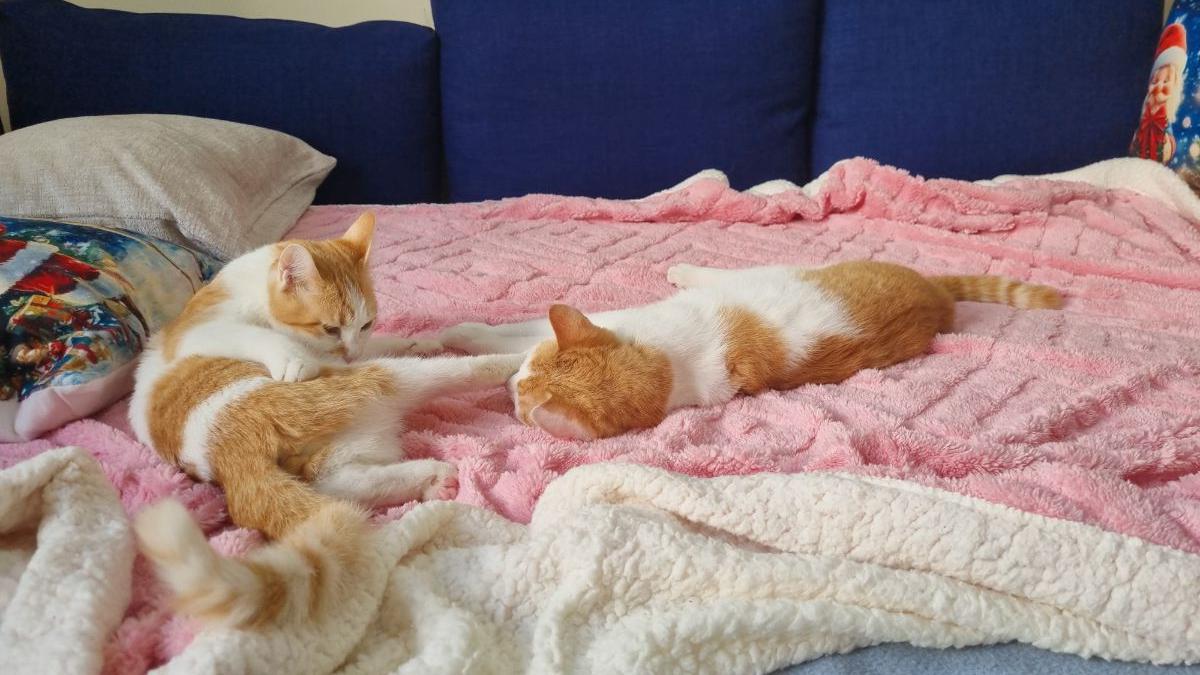 Two cute vaccinated 6 months cats - Image 1