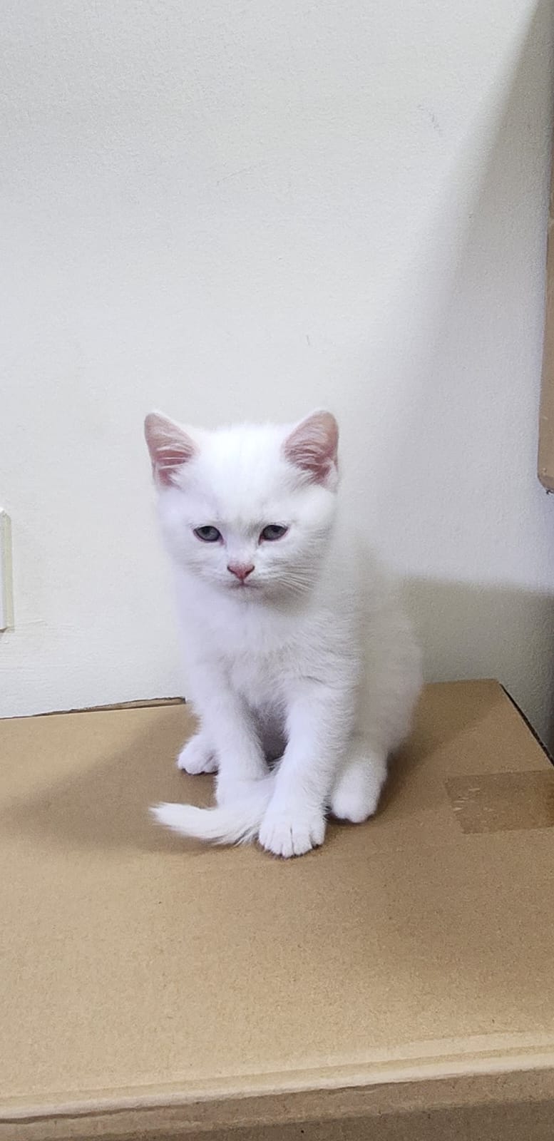 KIttens - Image 3