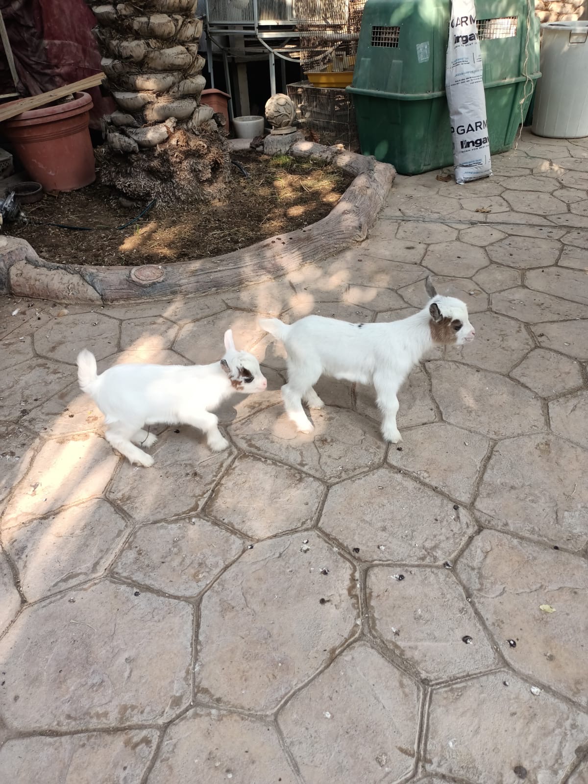 Goat For Sale 2pcs  - Image 4