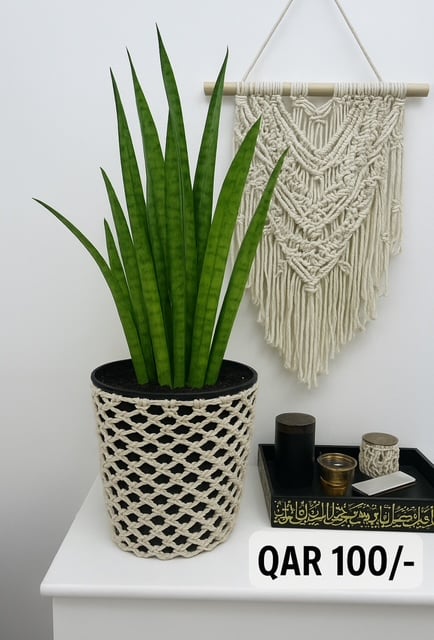 Snake Plants with Macrame Pot Cover - Image 1