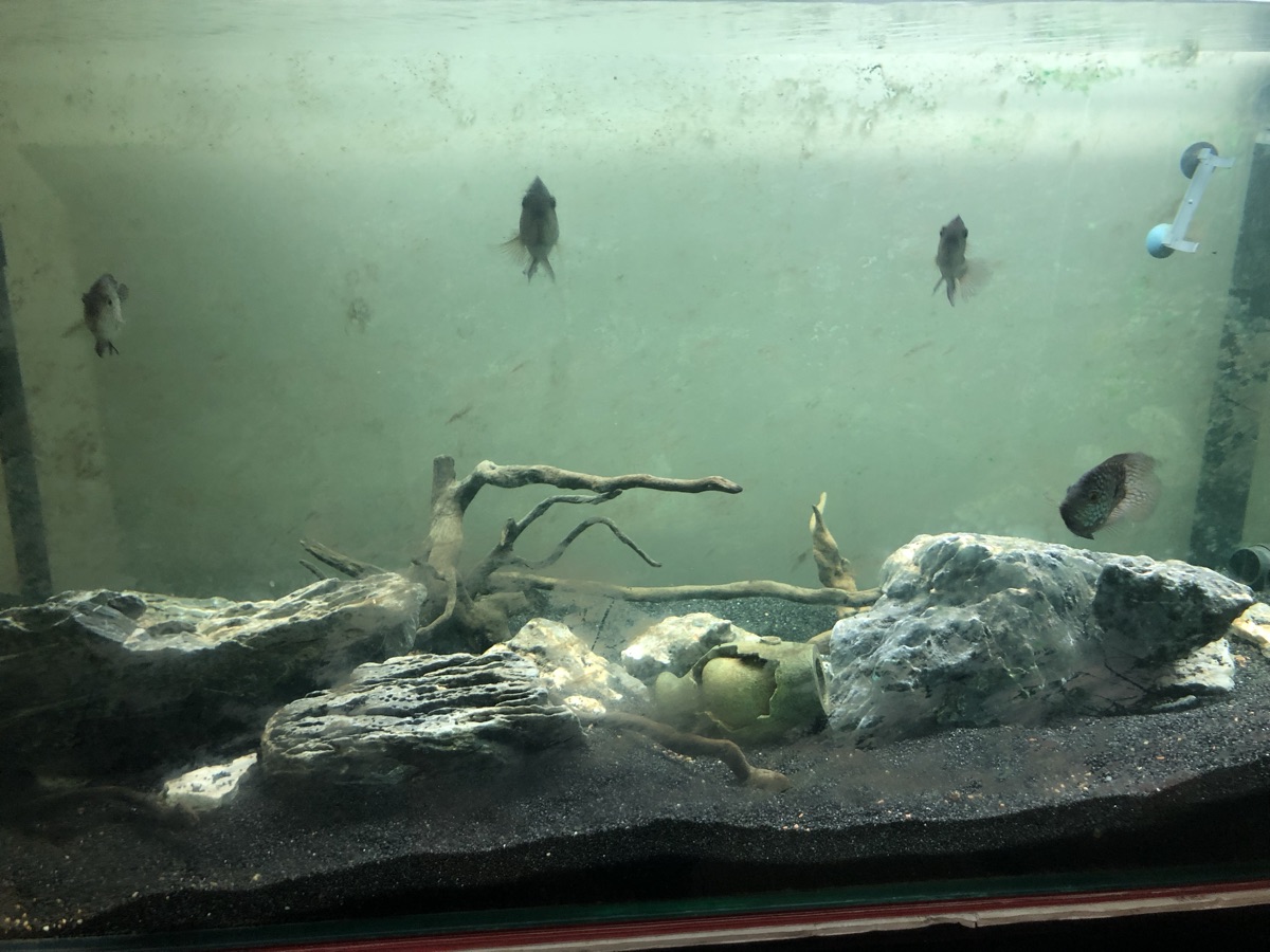 Fish tank / aquarium - Image 3