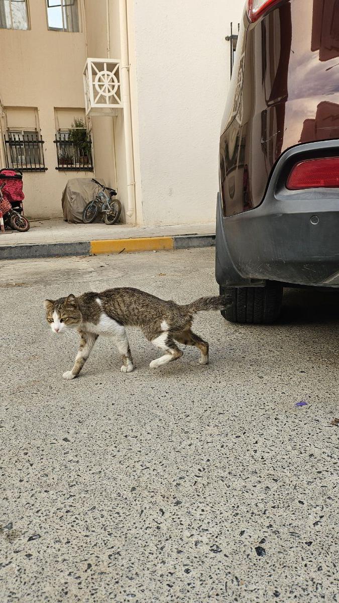 Stray Cat Need Help - Image 4