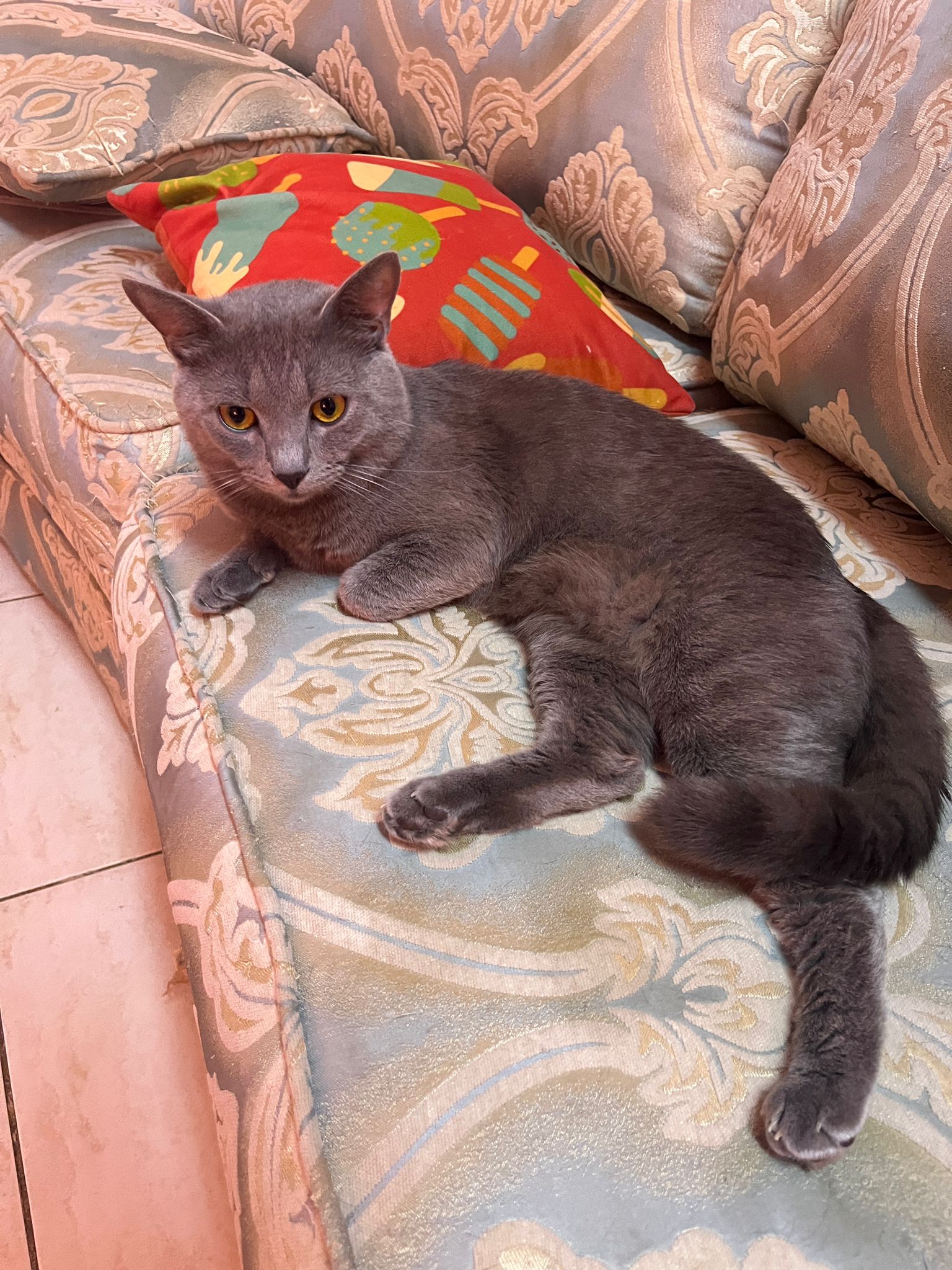 Semi - British Cats for sale - Image 3