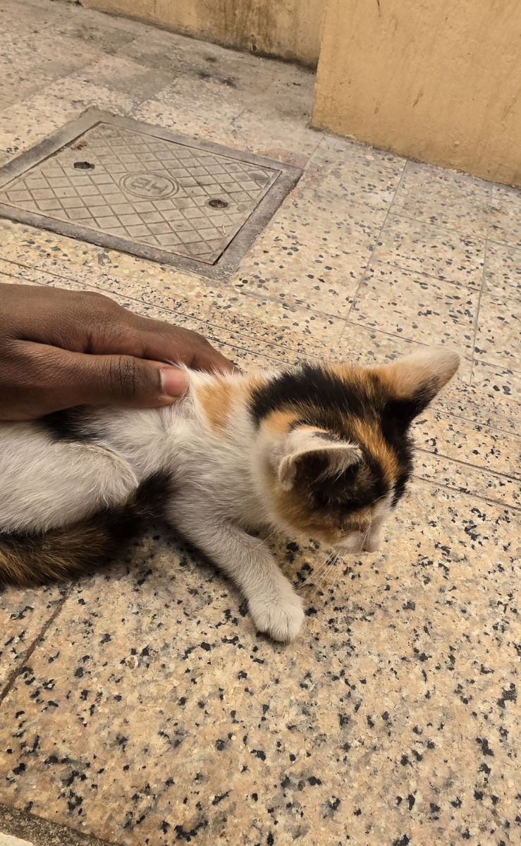 قطة صغيرة بالمجان - Image 1