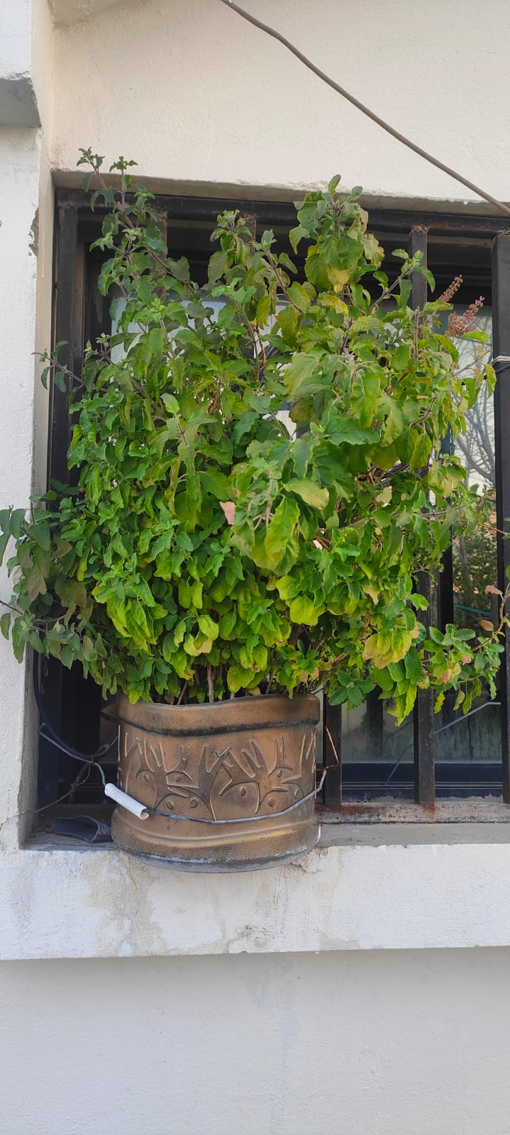 Ready to use Fully grown Well managed plants for sales - Image 8
