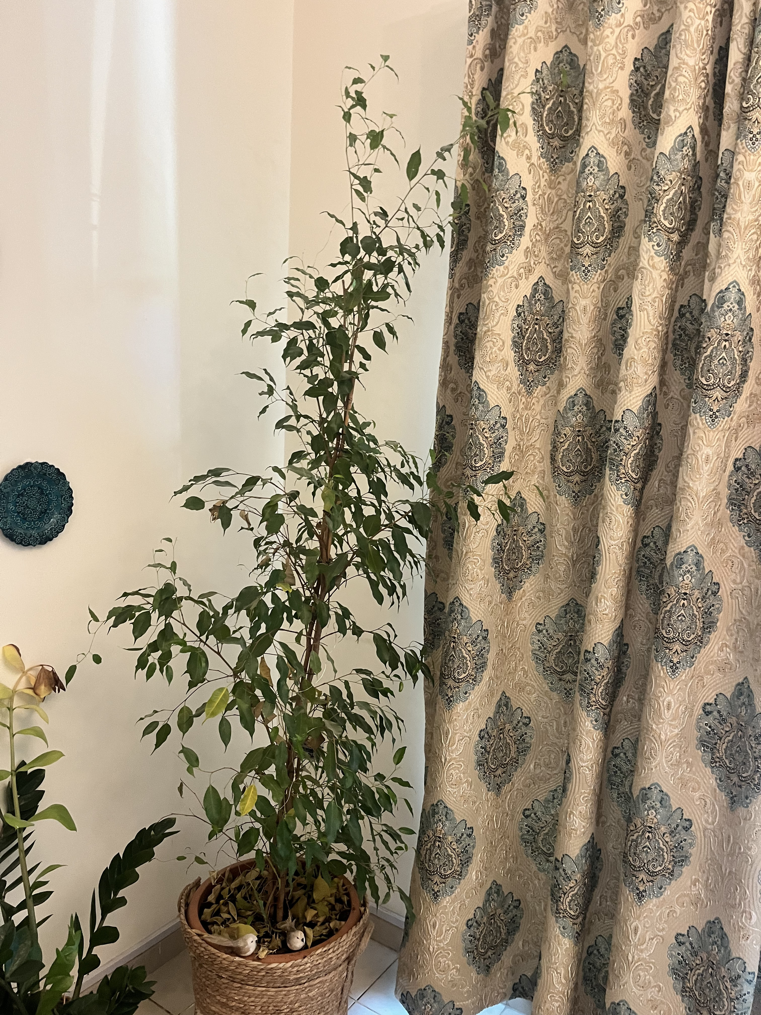 Indoor plant for sale - Image 2