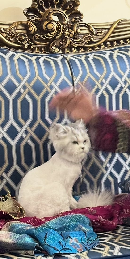 Cat for adoption - Image 10