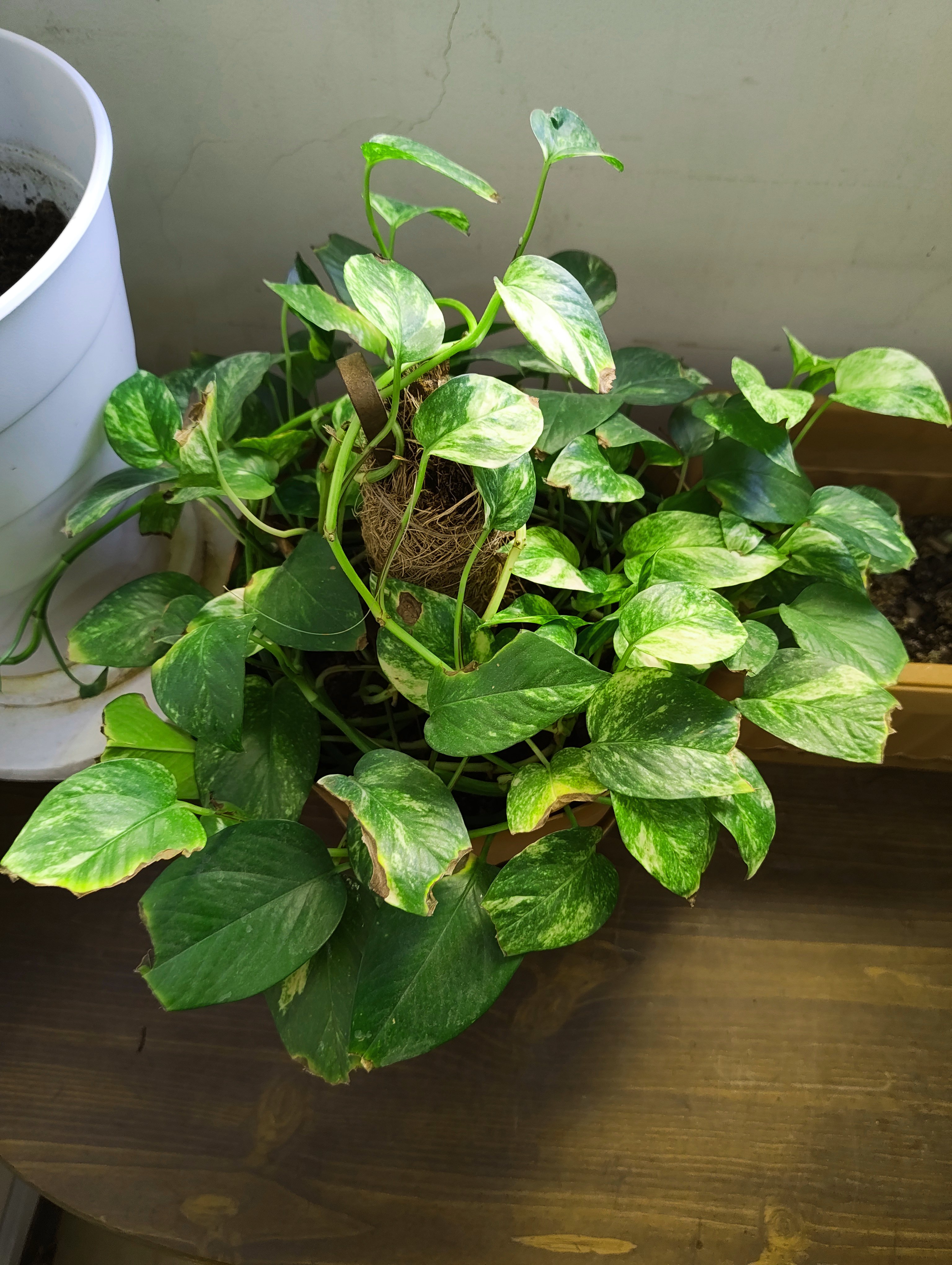 Money Plant (Medium Size) - Image 2