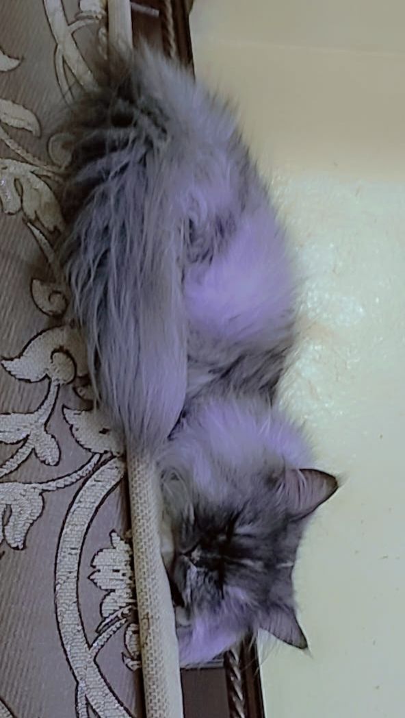 Siberian female cat with greenish hazel eyes - Image 9